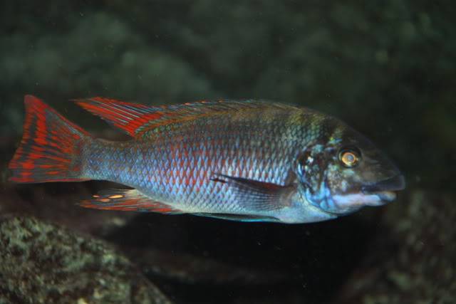 Petrochromis Moshi Yellow , Red fin Longola, Famula Tembwe  Famulaenfototonensadielongolamoshi002-1