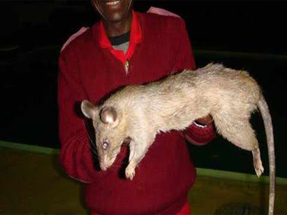 Chuột ăn thịt người ở Châu Phi Chuot2