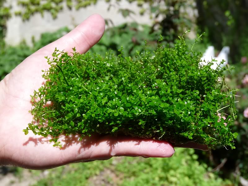 Bacopa sp. "Paran-í Guazú" Bacopitatapiz2