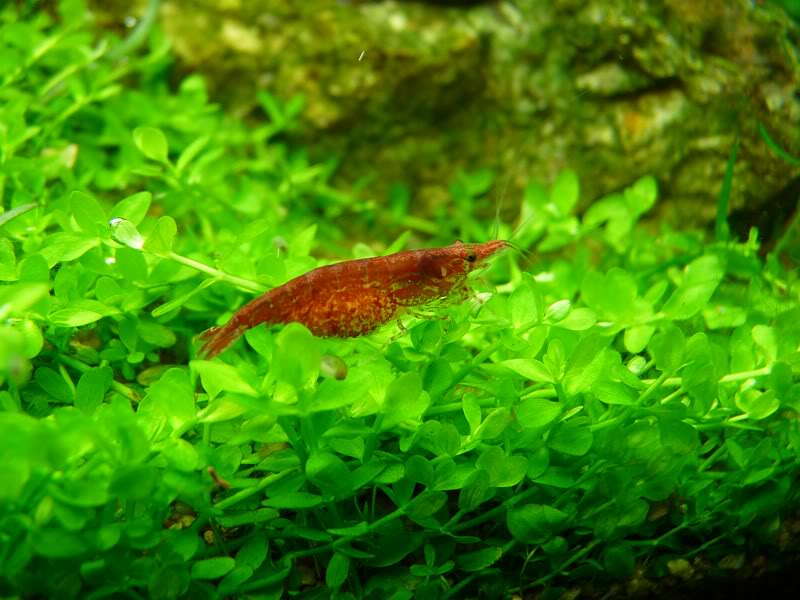 Bacopa sp. "Paran-í Guazú" Parana2