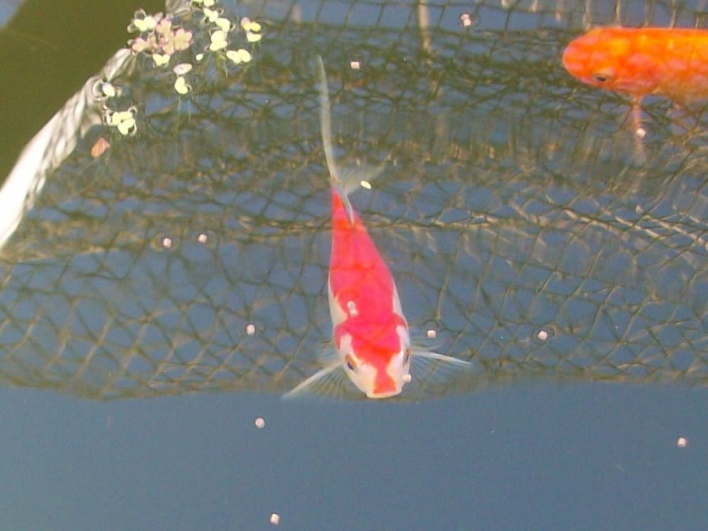 Variedades de Goldfish (Carassius Auratus) 000E0065