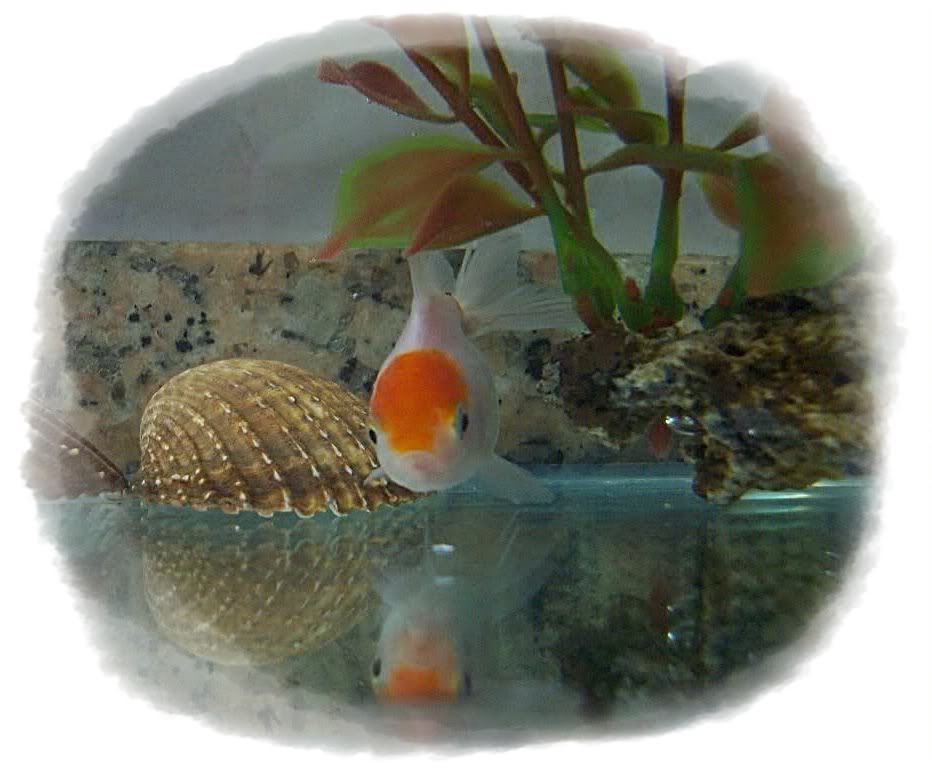 Oranda red cap ( La foto del mes ) 000_0013-4-1