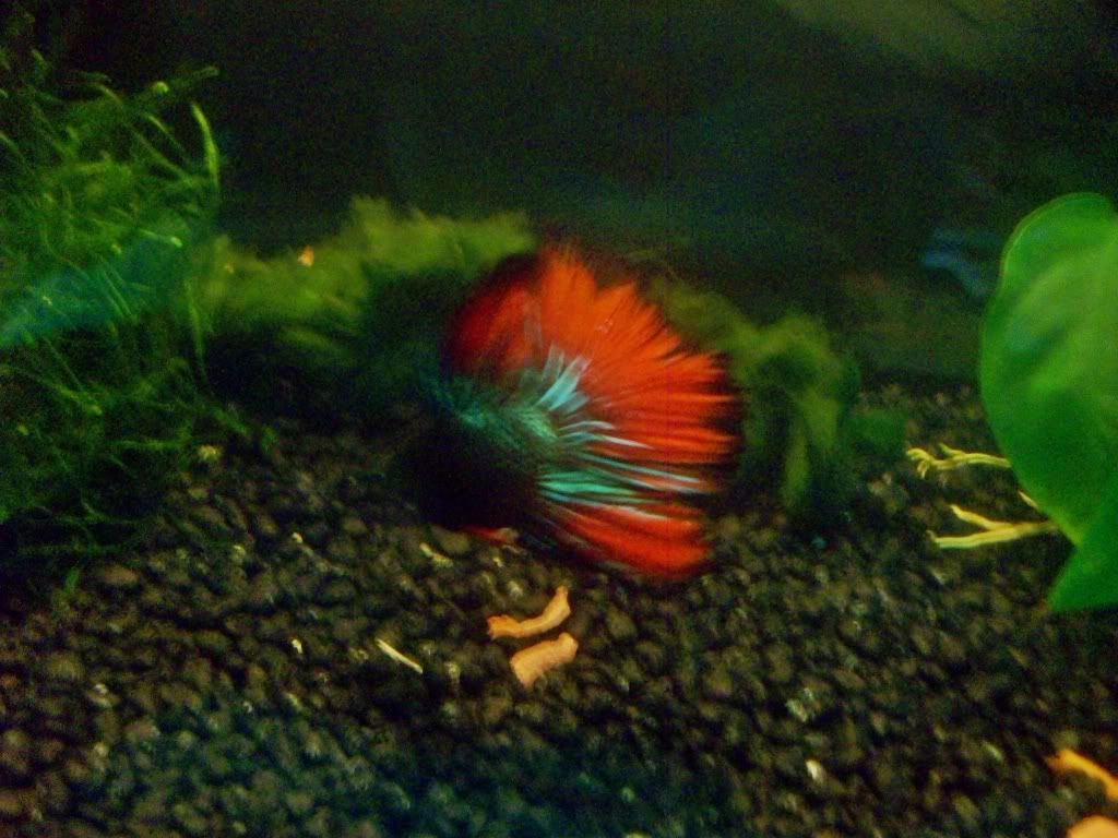 Betta  splendens halfmoon  000_0045-2