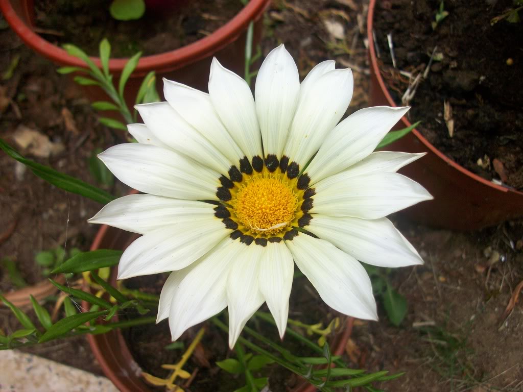 [Fotos] Flores en mi campito . . . 100_4525