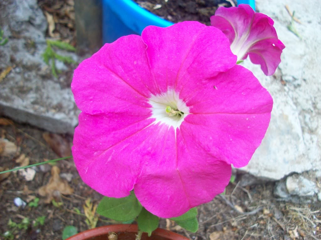 [Fotos] Flores en mi campito . . . 100_4527