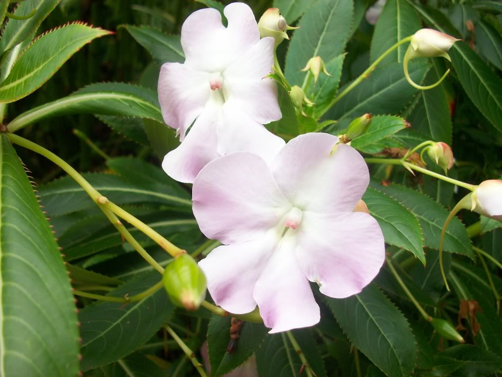 [Fotos] Flores en mi campito . . . 100_4528