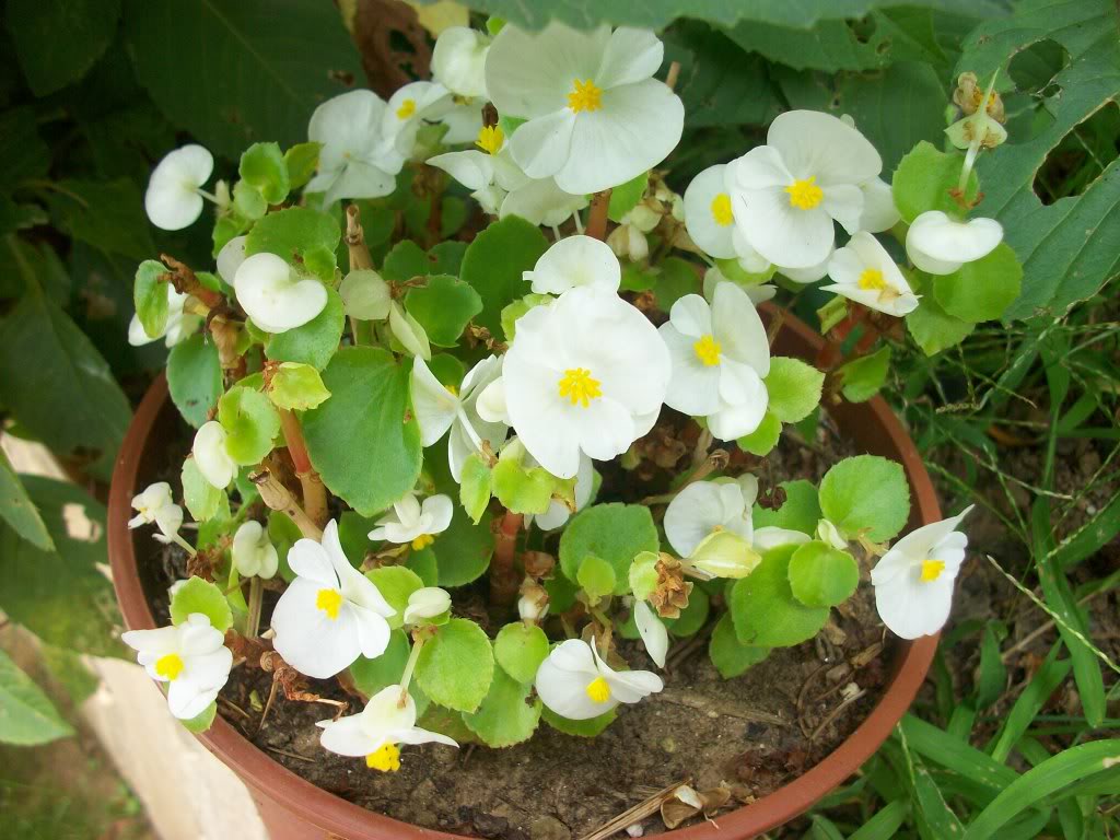 [Fotos] Flores en mi campito . . . 100_4529