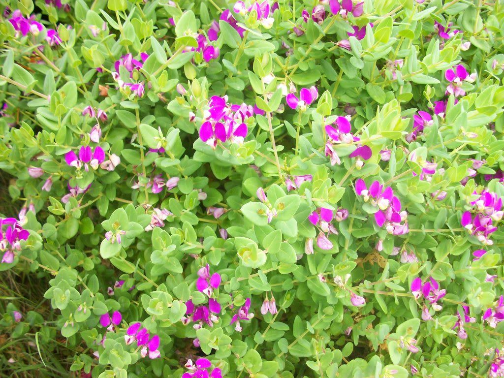 [Fotos] Flores en mi campito . . . 100_4532