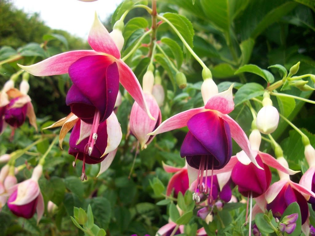 [Fotos] Flores en mi campito . . . 100_4533