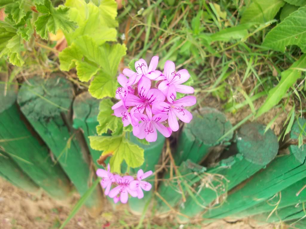 [Fotos] Flores en mi campito . . . 100_4535