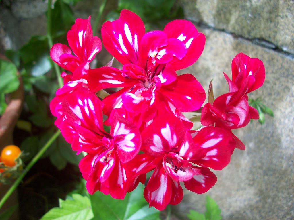 [Fotos] Flores en mi campito . . . 100_4537