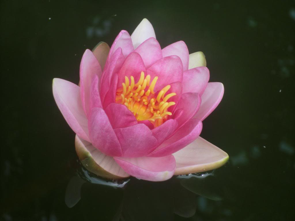 Flor de Nenúfar , Nymphaea "Fabiola" CIMG5482_zps9a2bd6c8