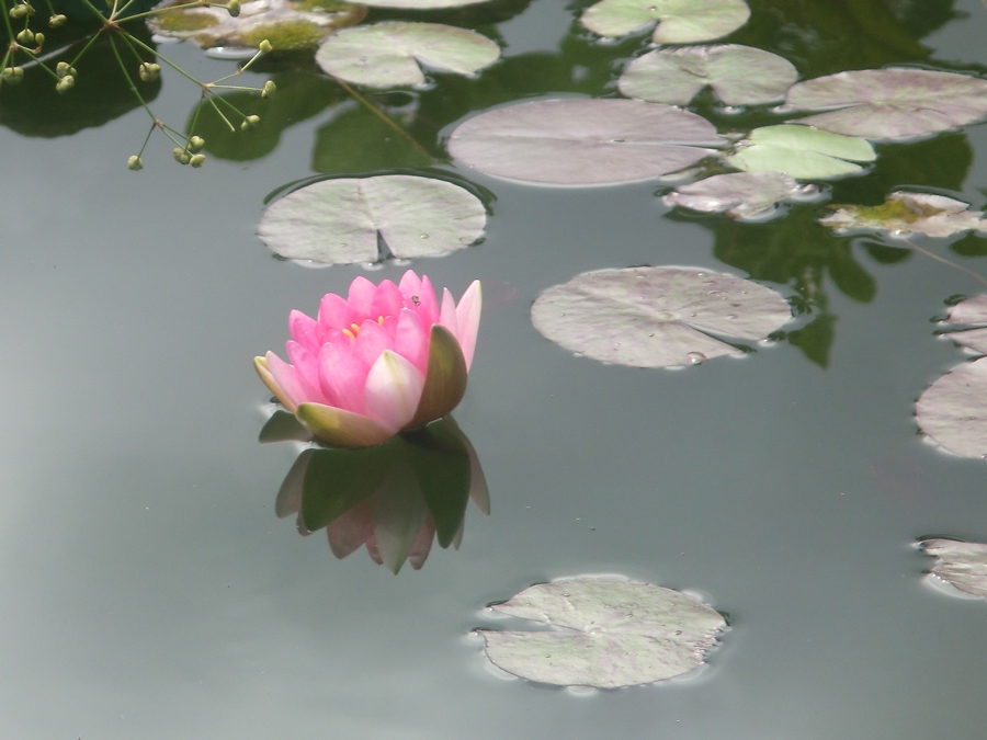 Flor de Nenúfar , Nymphaea "Fabiola" CIMG5502_zpsbdb552d8