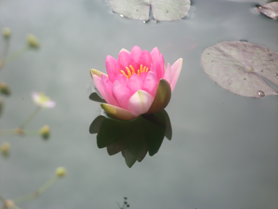 Flor de Nenúfar , Nymphaea "Fabiola" CIMG5504_zps77da632c