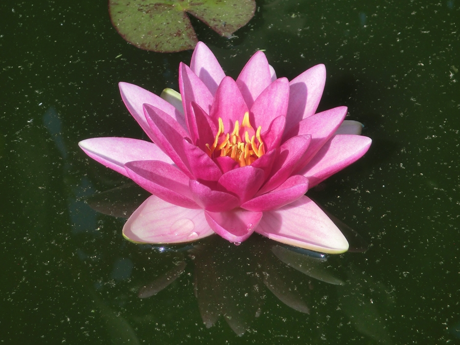 Flor de Nenúfar , Nymphaea "Fabiola" CIMG5530_zps09a84d38