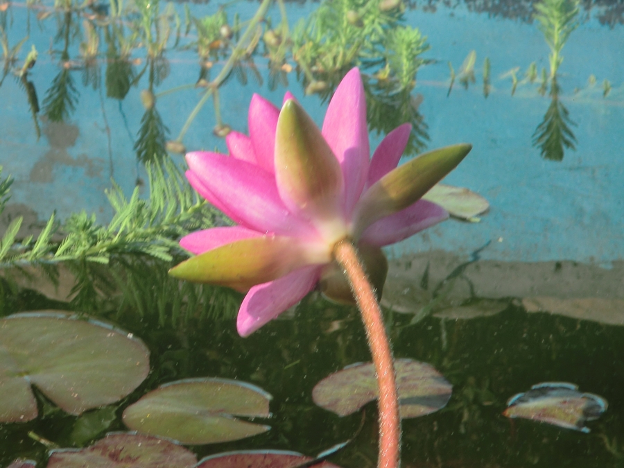 Flor de Nenúfar , Nymphaea "Fabiola" CIMG5548_zps8c37bdf5