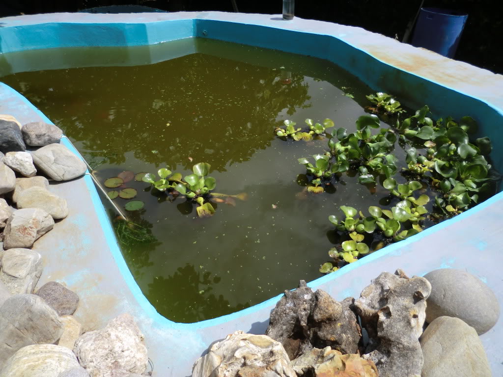 Estanque de Carassius auratus  - (6000 Litros) - Página 6 CIMG1276