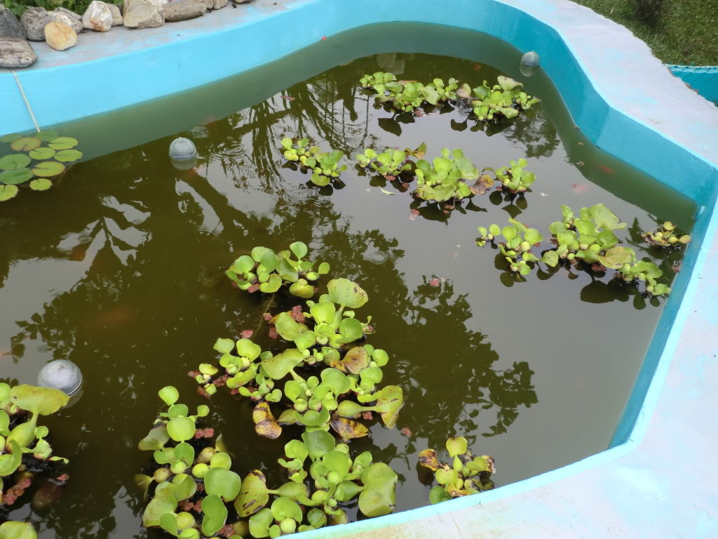 Estanque de Carassius auratus  - (6000 Litros) - Página 6 CIMG1454