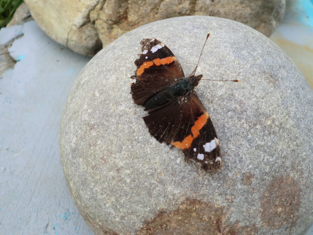 Mariposa común CIMG1856