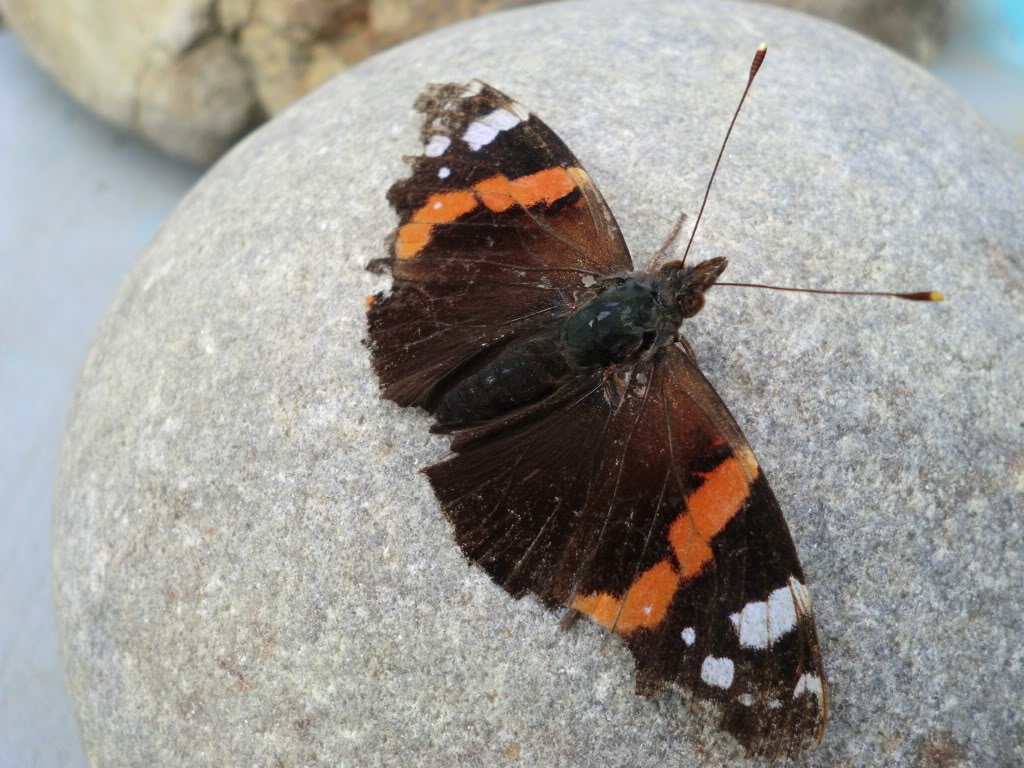 Mariposa común CIMG1857