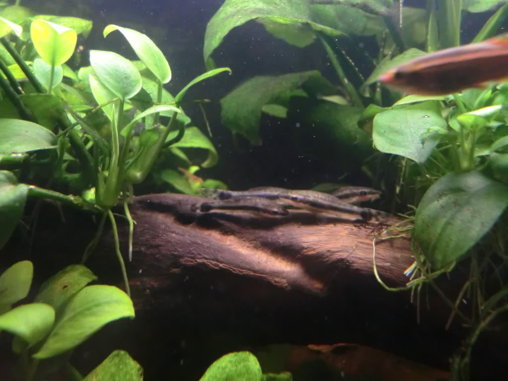 Otocinclus affinis y Otocinclus vestitus CIMG2634