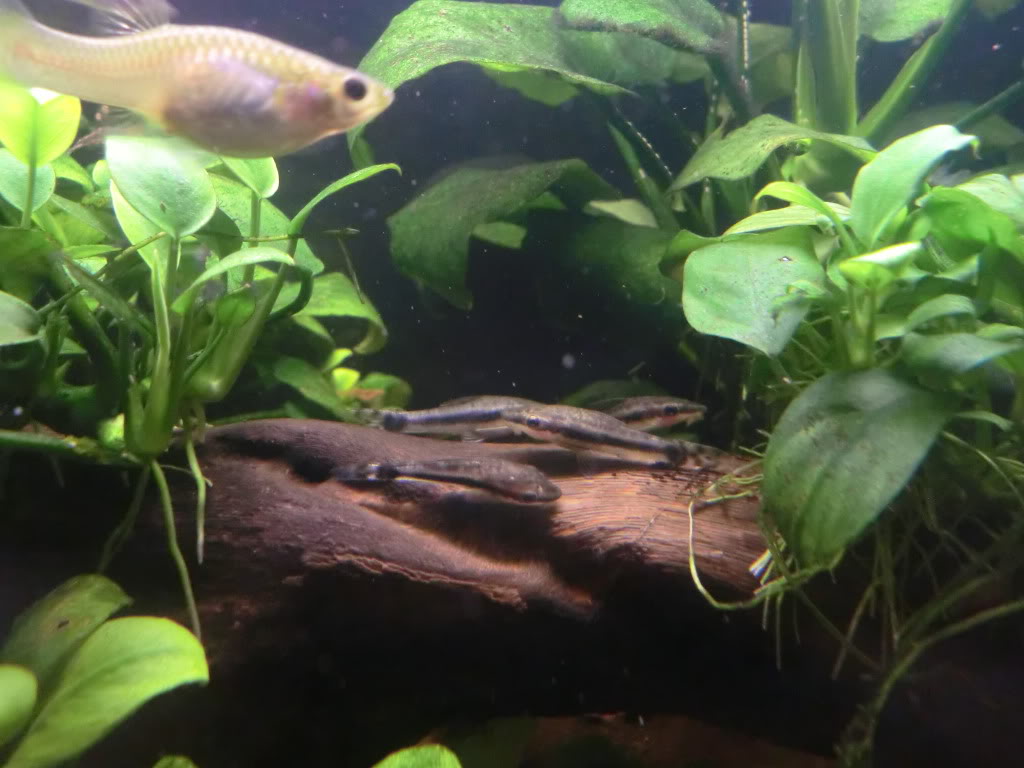 Otocinclus affinis y Otocinclus vestitus CIMG2635