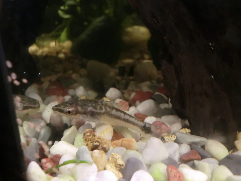 Otocinclus affinis y Otocinclus vestitus CIMG2641