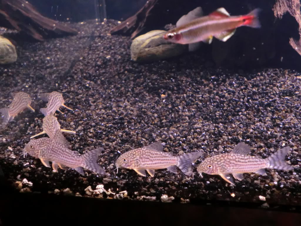 Corydoras sterbai para mi acuario comunitario. CIMG2926