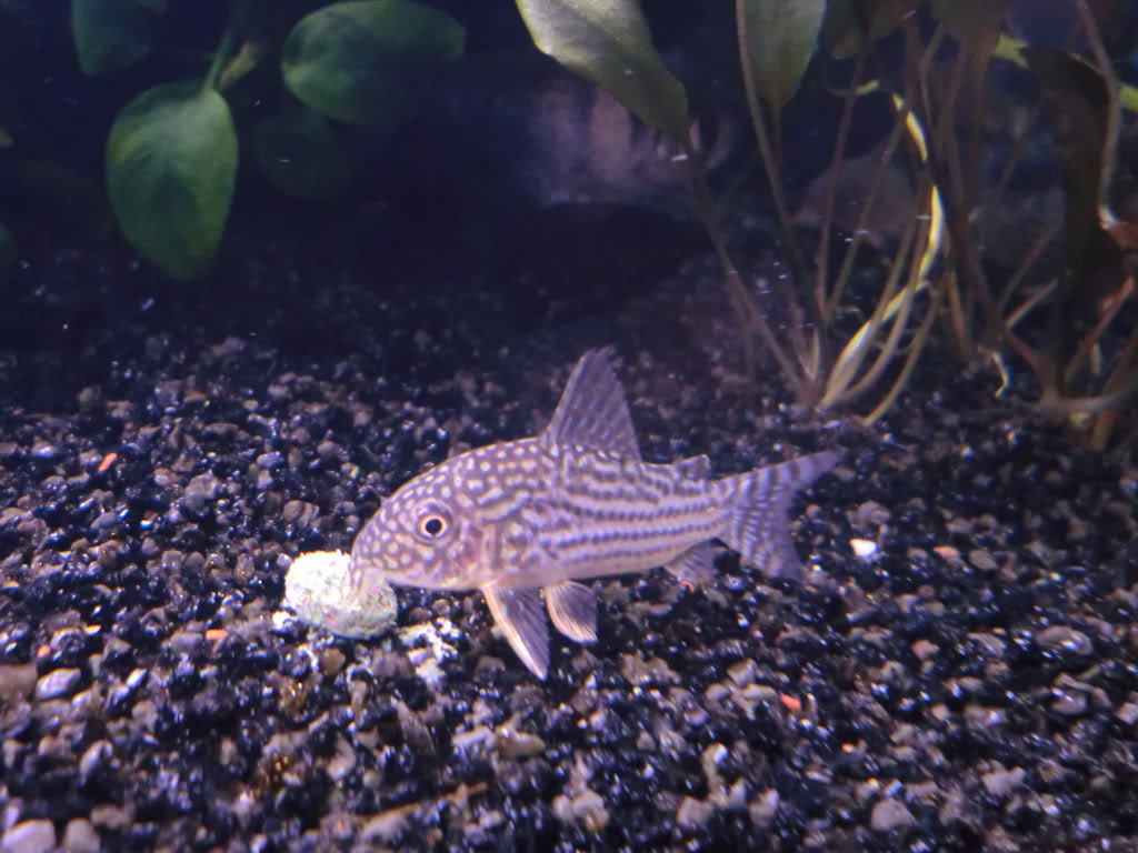 Corydoras sterbai para mi acuario comunitario. CIMG2929