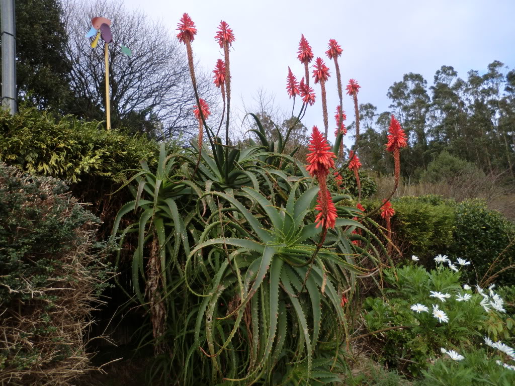 Aloe vera en nuestros acuarios , usos y propiedades - Página 2 CIMG2975