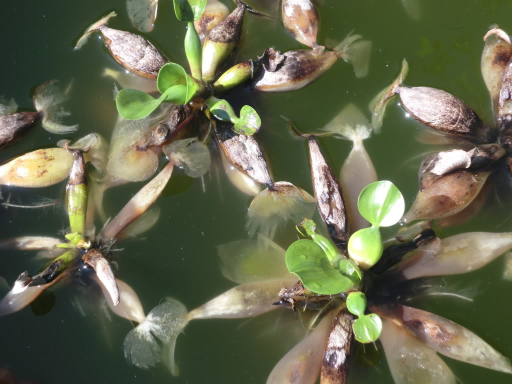 Estanque de Carassius auratus  - (6000 Litros) - Página 9 CIMG3452