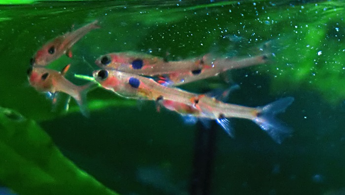 Boraras maculatus , Rasbora pigmea CIMG4916_zps6f568db5