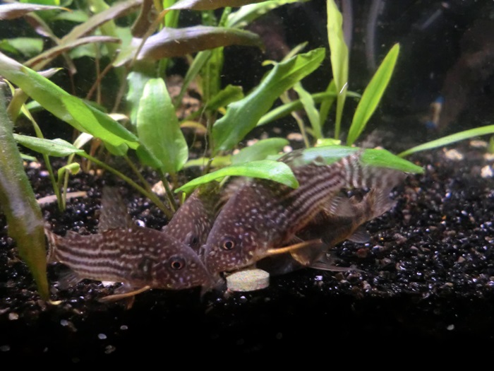 Corydoras comiendo pastillas de fondo Tabimin CIMG5066_zpsb68bcdd2