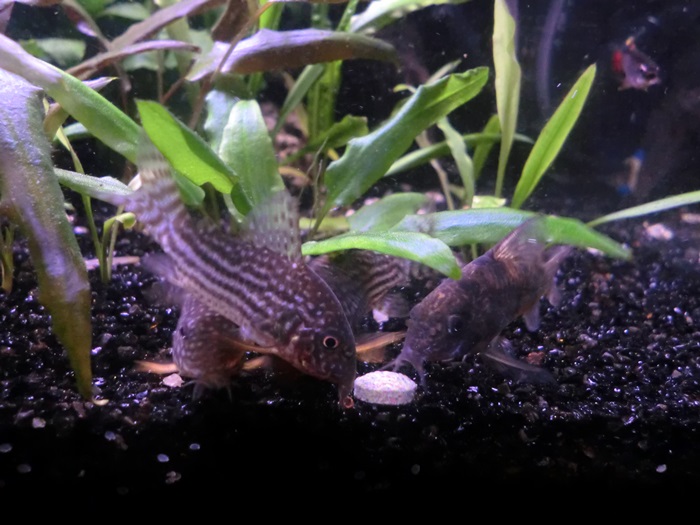 Corydoras comiendo pastillas de fondo Tabimin CIMG5067_zps1f041cae