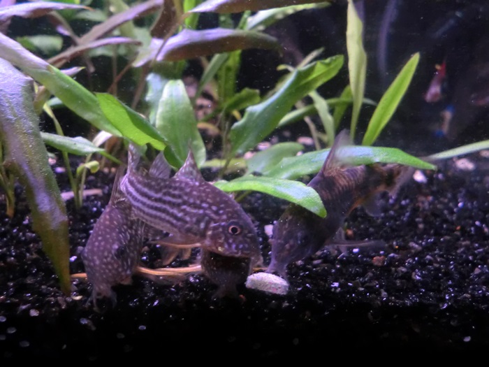 Corydoras comiendo pastillas de fondo Tabimin CIMG5068_zps1cdd3924