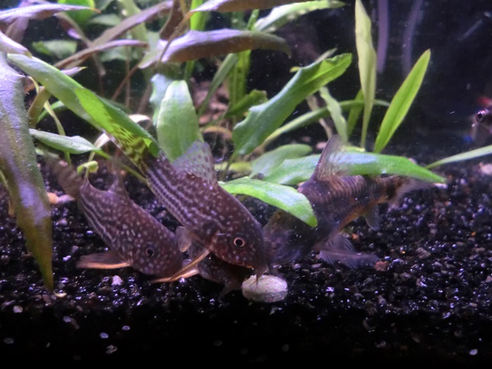 Corydoras comiendo pastillas de fondo Tabimin CIMG5069_zps4f8fd65c