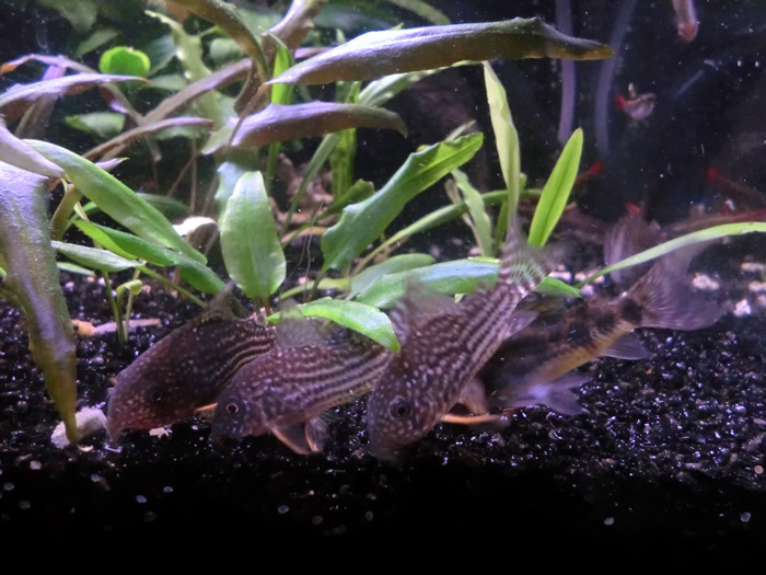 Corydoras comiendo pastillas de fondo Tabimin CIMG5072_zps64dcb7a1