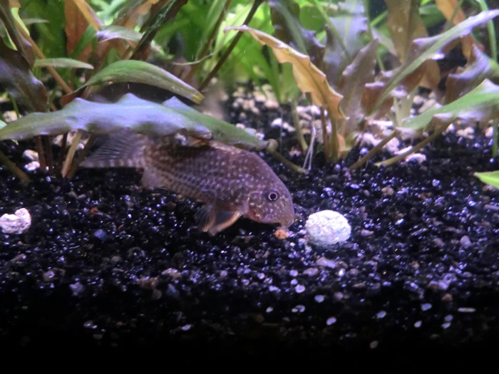 Corydoras comiendo pastillas de fondo Tabimin CIMG5076_zpsff5ca319