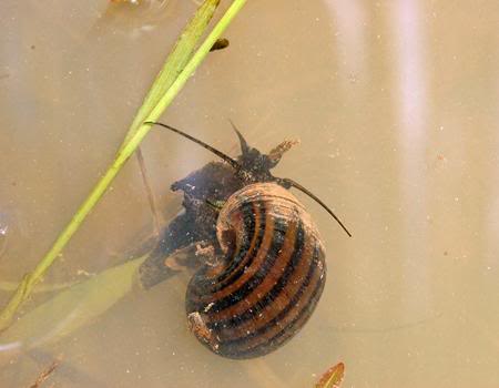 Puestas de distintas especies del genero pomacea  Pomacea20glauca2011