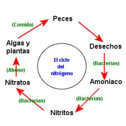 El agua en nuestros acuarios  Ciclo