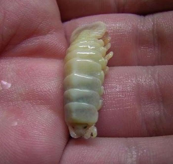 Cymothoa exigua (un parásito que sustituye la lengua) Cymothoa_exigua_01