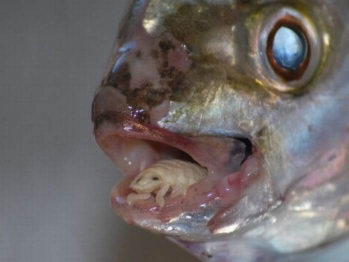 Cymothoa exigua (un parásito que sustituye la lengua) Cymothoa_exigua_04