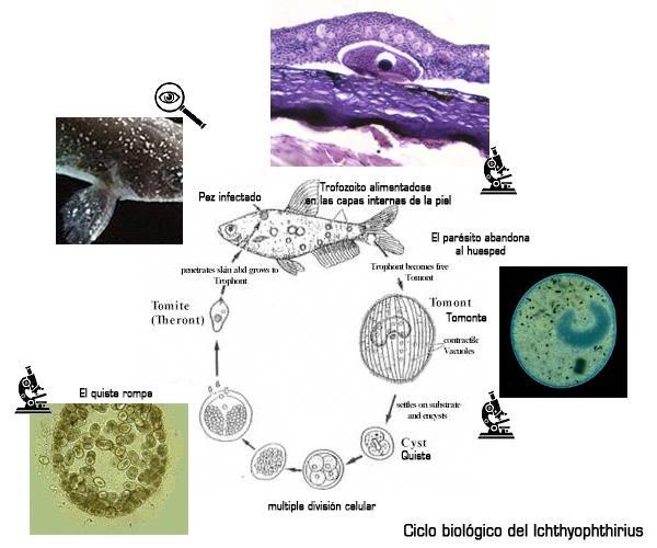 Punto blanco, Ich, Ichthyophthiriasis, jaque mate al punto blanco Puntoblancociclo_zps7e153ad5