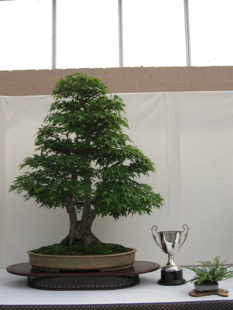 Wirral Bonsai Show 2010 IMG_1903