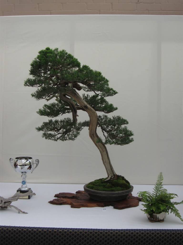 Wirral Bonsai Show 2010 IMG_1908