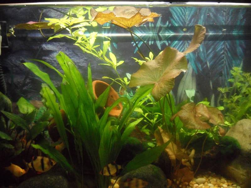 Mi Acuario Plantado SAM_2617