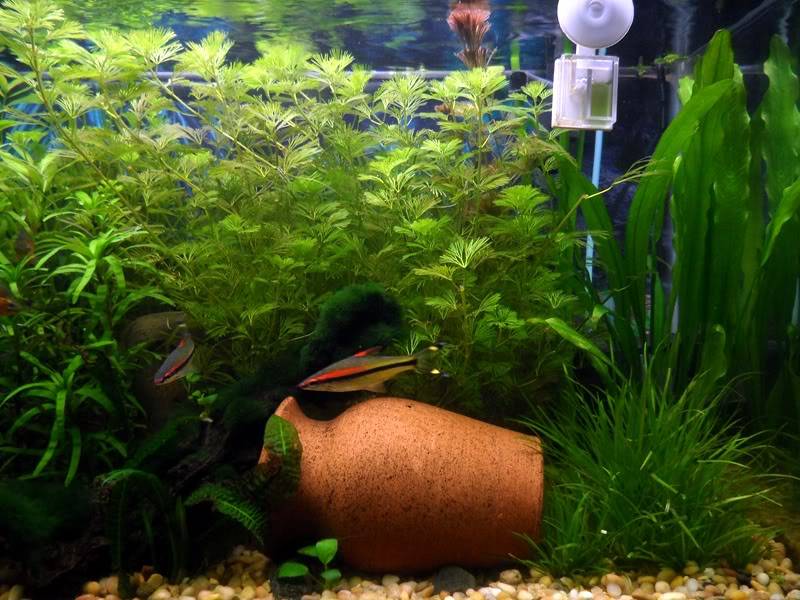 Mi Acuario Plantado SAM_3097