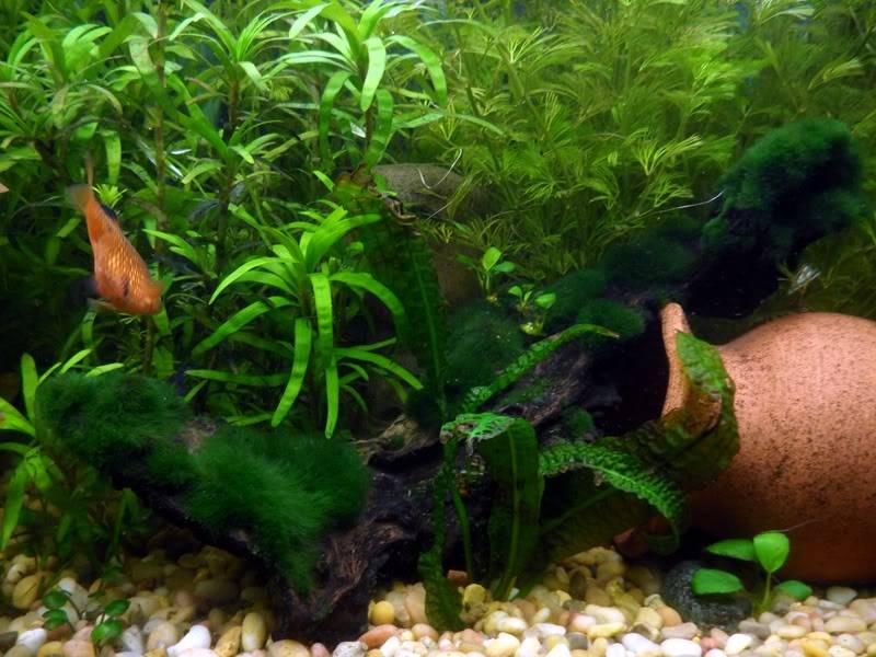 Mi Acuario Plantado SAM_3114