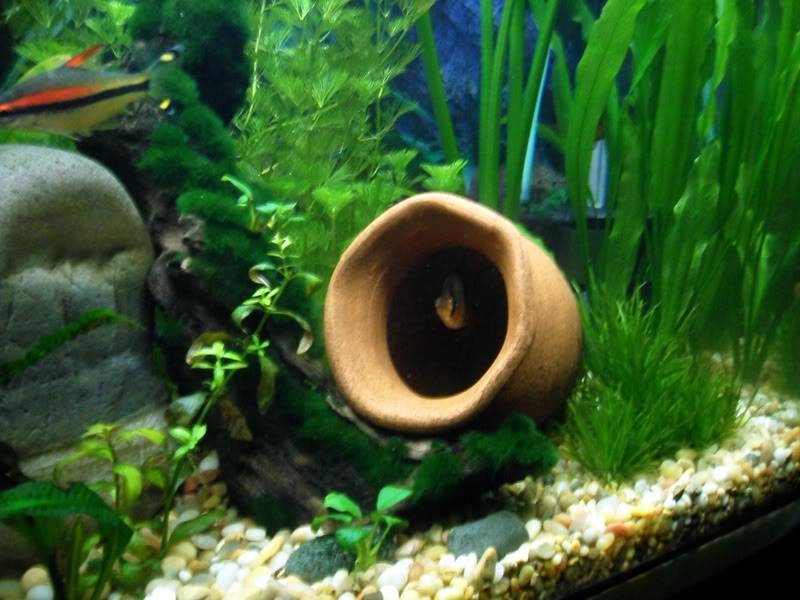 Mi Acuario Plantado SAM_3265