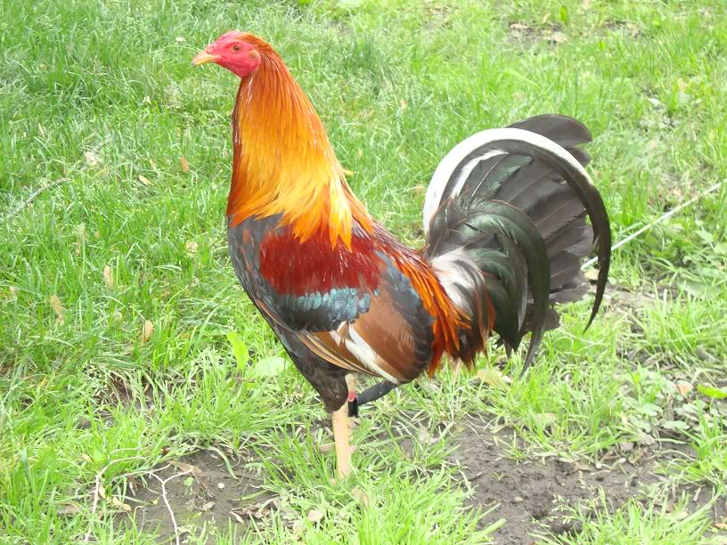 ¿ Gallina ideal p/Gallo Radio SR1